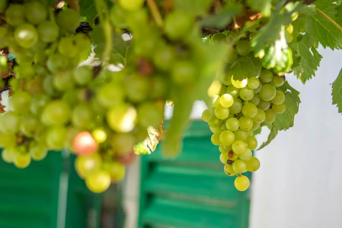 Grapes hanging on vine in Capilla del Monte, Córdoba, Argentina
