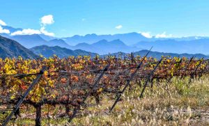 Chañarmuyo viñedos, La Rioja, Argentina