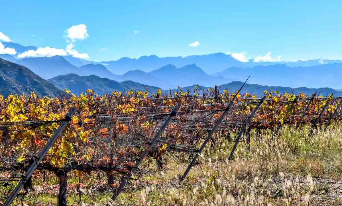Chañarmuyo viñedos, La Rioja, Argentina
