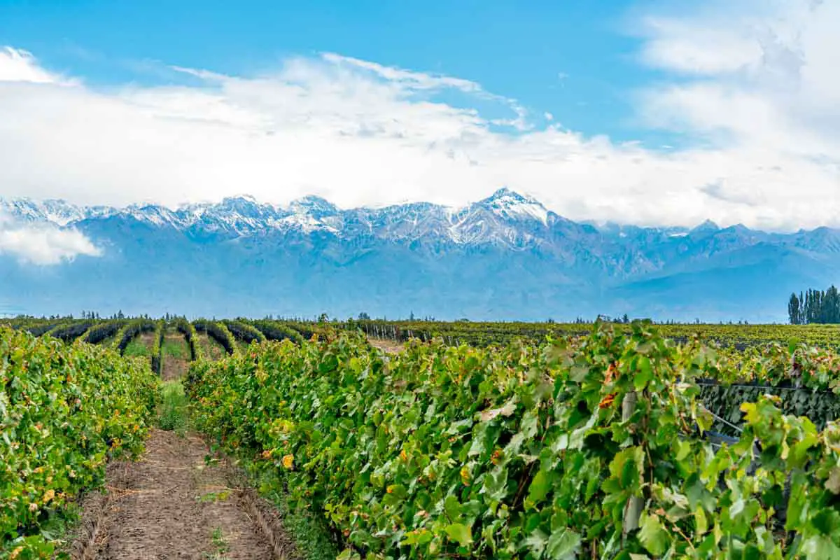 Vineyard in the Uco Valley at the foothills of the Andres in Mendoza, Argentina