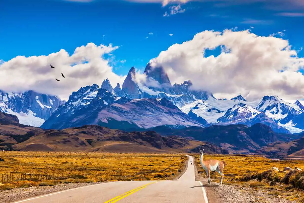 The highway crosses Patagonia and leads to snow-capped peaks of Mount Fitzroy. On the side of road is graceful guanaco