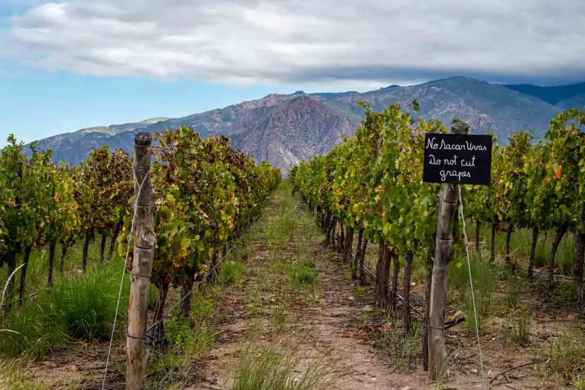 Vineyard with mountains in the distance in Cafayate in the Salta wine region of Argentina