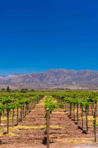 Vineyards in the San Juan Province, Argentina