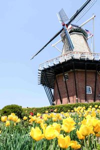 De Zwaan, meaning graceful bird, is an authentic Dutch windmill surrounded by 100,000 tulips each spring at Windmill Island Gardens in Holland, Michigan.