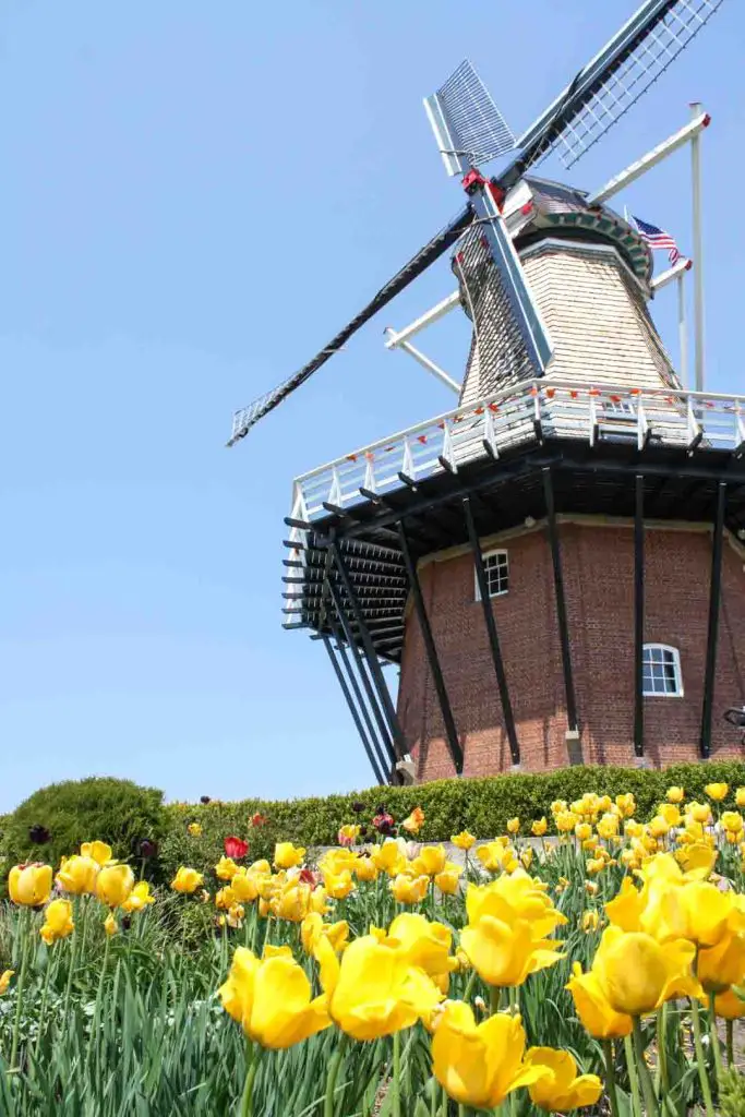 De Zwaan, meaning graceful bird, is an authentic Dutch windmill surrounded by 100,000 tulips each spring at Windmill Island Gardens in Holland, Michigan.