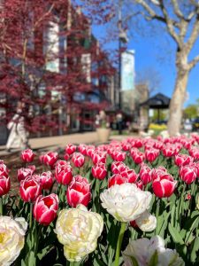 Tulips in downtown Holland, Michigan, USA