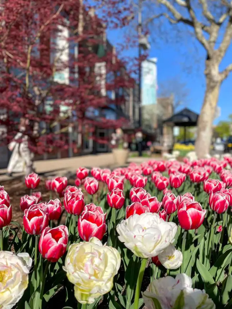 Tulips in downtown Holland, Michigan, USA