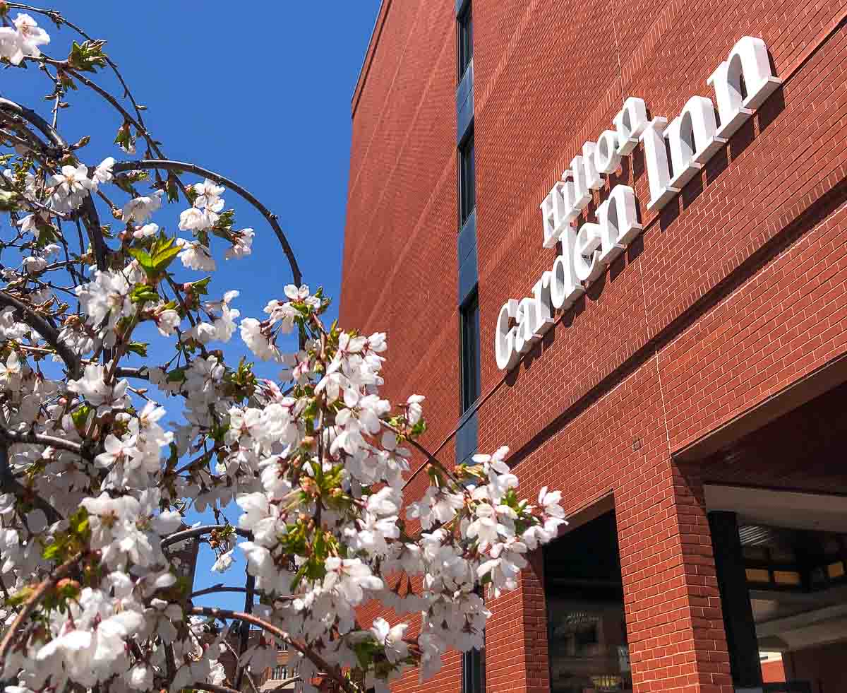 Hilton Garden Inn Portland Downtown Waterfront hotel sign with spring blossoms in the foreground